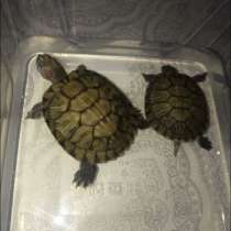 Черепахи, в Махачкале