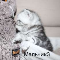 Британские мраморные котята табби, в Красноярске