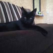 Котёнок 4 месяца крупный с ветпаспортом, чёрный с янтарными, в г.Витебск