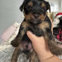 Продаю щенков йоркширский терьер, в Волгограде