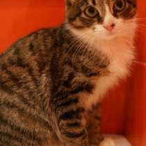 Отдам даром Ласковая красотка Рыся, в Санкт-Петербурге