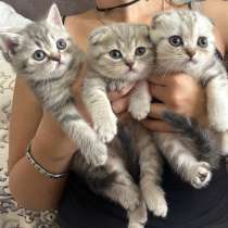 Шотландские вислоухие котята и прямоухая, в Белгороде