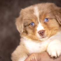 Щенок Миниатюрной Американской Овчарки, в Домодедове