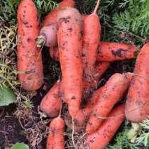 Отборные сорта моркови без трещин в Барнауле, в Барнауле