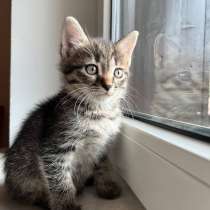 Чудесный малыш котенок Кефир ищет хозяев, в Мытищи
