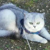 Шикарная серебристая кошечка, в Москве