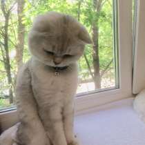 Британец на вязку, в Москве