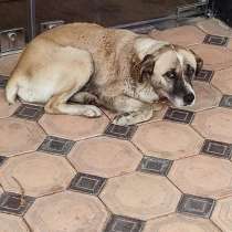 Пропала собака. 19.03 ее видели в районе м. Х. Алимджана, в г.Ташкент
