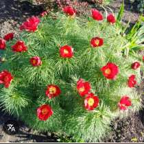 Пионы, в Москве