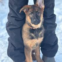 Щенки немецкой овчарки, в г.Алматы