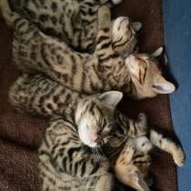 Котята, в Казани