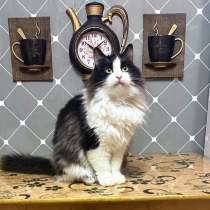 Нежный пушистый красавец Рычардо, в Москве