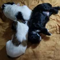 Китайские собаки маленькие и пушистые белые цена порода собаки