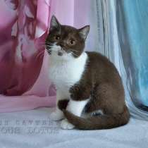 Мальчик окраса шоколадный биколор, в Санкт-Петербурге