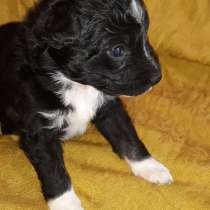 Щенок в ваш дом, в хорошие руки, в Москве