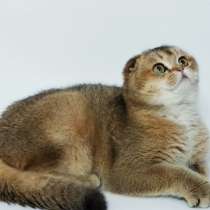 Продам вислоухого котенка шотландской породы, в г.Кутаиси