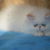 Персидские котята, в Москве