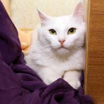Зеленоглазая блондиночка Снежа, молодая кошка в добрые руки, в Калуге