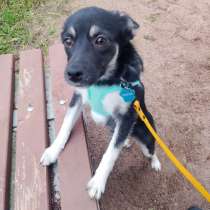 Ищет дом крошка-собачка весом 6 кг, в Санкт-Петербурге