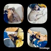 Милые красавчики французы, в Москве