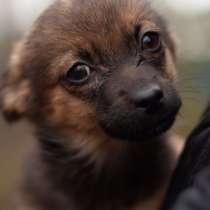 Крохи-щенки — вырастут маленькими, в Москве