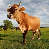 Куплю коров телок бычков, в Шарье