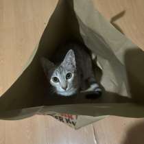 В добрые руки котенка, в Москве