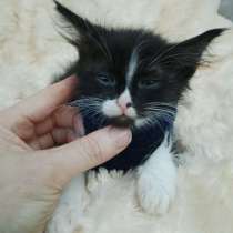 Котёнок Балу, в Волгодонске