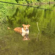Отдам в добрые руки, в Казани