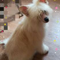 Китайские собаки маленькие и пушистые белые цена порода собаки