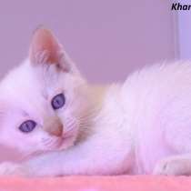 Тайские котята, в Санкт-Петербурге