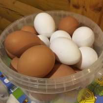 Яйца домашние, в Калуге