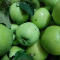 Яблоки, в Йошкар-Оле