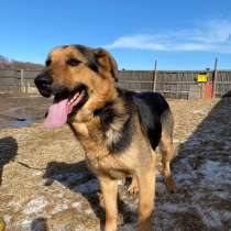 Метис овчарки в дар, в Москве
