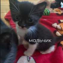 Котята в добрые руки, в Сочи