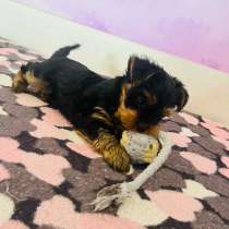 Йоркширский терьер, в Уссурийске