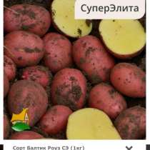 Картошка болтик розовый, в Красноярске