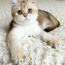 Британский мальчик в окрасе ny11, в Москве