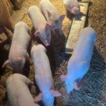 Продаются Поросята, в Семикаракорске