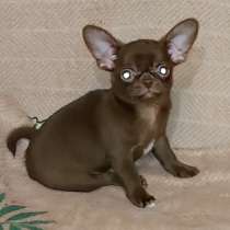 Chihuahua. Chocolate boy, в г.Dornburg