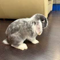 Декоративный кролик, в Кемерове