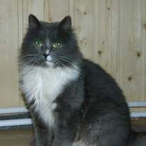 Отдам даром Пушистая красавица ищет дом!, в Санкт-Петербурге