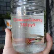 Гуппи Самка+Самец, в Мытищи