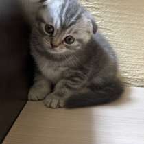 Шотланский вислоухий котенок, в Гурьевске
