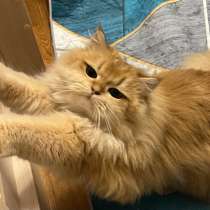 Кошка (золотая шиншила)пушистая, в Москве