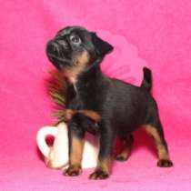 Щенки пти брабансона, в Санкт-Петербурге