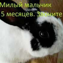 Домашний ручной карликовый кролик ждет Вас.5 месяцев, в Дзержинске