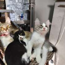 Котята в хорошие руки, в г.Донецк