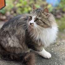 Ласковая кошка с дач очень срочно ищет дом, в г.Минск