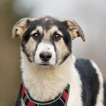 Меня зовут Джерри, и я ищу семью, где буду любим и счастлив, в Москве